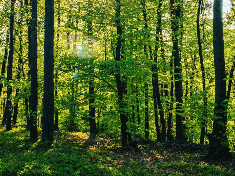 Comment TOLTEQUE fait face à la pénurie mondiale de bois - Actus